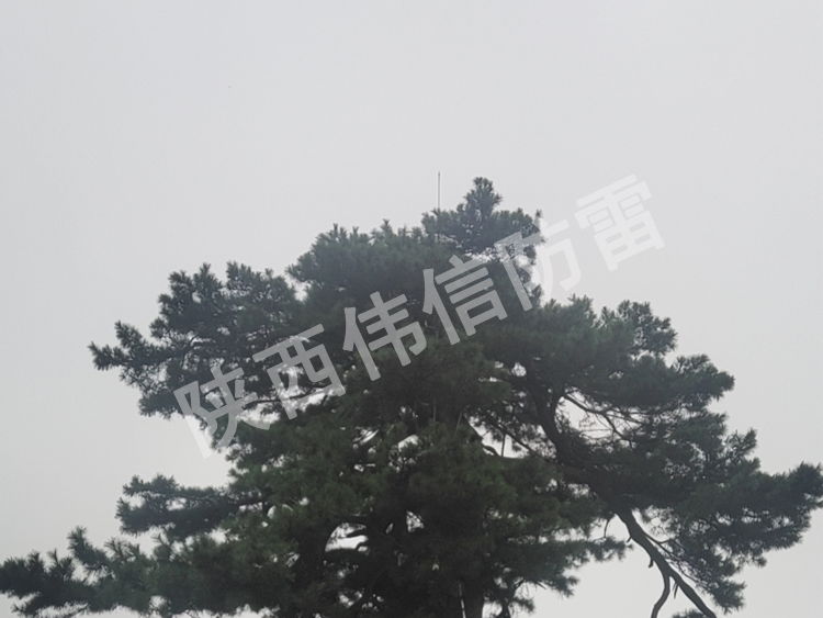 西安翠華山景區(qū)古樹避雷針安裝現(xiàn)場2